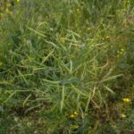 Після якоїсь культури грядка стає стерильною: і що посадити, щоб її оживити - INFBusiness