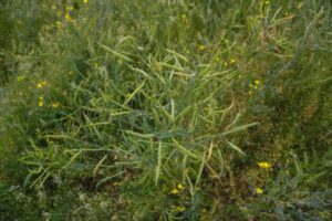 Після якоїсь культури грядка стає стерильною: і що посадити, щоб її оживити