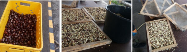 Каштанове мило, теренові та бузинові соки: бізнес на диких рослинах від полтавського підприємця. - INFBusiness