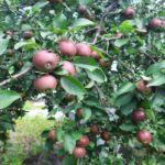 Навіщо обприскувати яблуні солоною водою: ефект, який вас здивує - INFBusiness