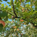 Чому надлишок азоту призводить до пустоцвіту: як розпізнати дерево, що «жирує», по листю. - INFBusiness