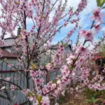 Що покласти в посадкову яму, щоб дерево росло вдвічі швидше: секретний інгредієнт з аптеки - INFBusiness