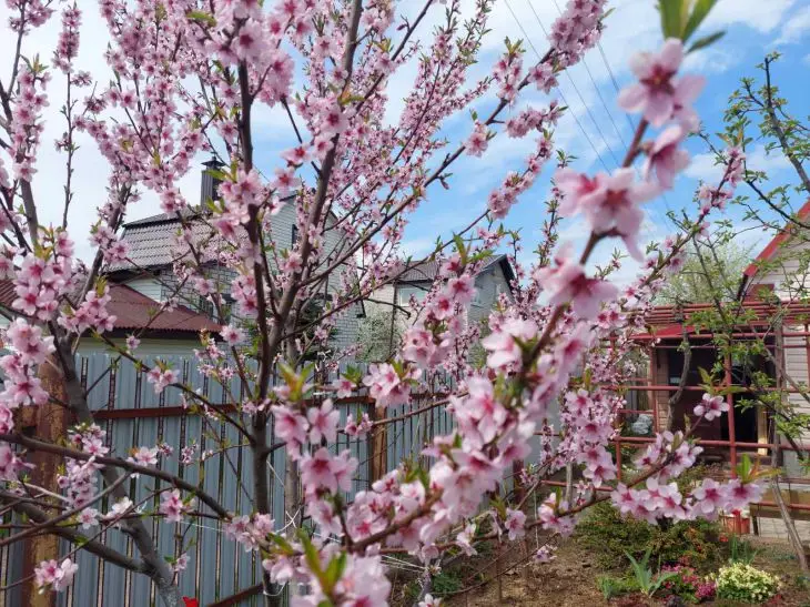 Що покласти в посадкову яму, щоб дерево росло вдвічі швидше: секретний інгредієнт з аптеки дерево
