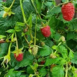 Навіщо саджати пижму поряд з малиною: комаха-охоронець, яка працює краще за отруту - INFBusiness