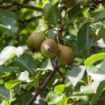 Чому груша плаче: що означають потіки на корі та як це виправити - INFBusiness