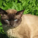 Чому Наполеон боявся кішок: неймовірна фобія, про яку мовчать підручники - INFBusiness