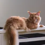 Скільки важить найбільший кіт у світі: господар розкрив секрет його гігантських розмірів - INFBusiness