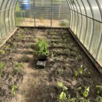 Як зробити теплу грядку своїми руками за один день: інструкція, з якою впорається навіть новачок - INFBusiness