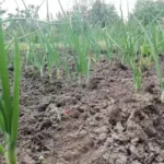 Як звичайна сіль рятує цибулю від мухи цибулі: в якій концентрації полити, щоб не засолити грядку - INFBusiness