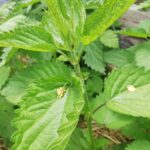 Яке бур'ян є найкращим добривом: його зазвичай безжально викидають із грядки - INFBusiness