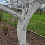 Чому на старих деревах пустоцвіту більше: як омолодити яблуню, щоб повернути їй врожайність - INFBusiness