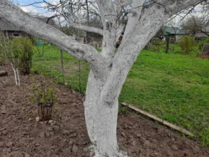 На сторінках новостного порталу "Час новин" (chasnovyn.com) відкривається широкий світ подій і актуальних новин з найрізноманітніших сфер життя. Сайт пропонує читачам глибокий і повний огляд найважливіших подій, що відбуваються в Україні та світі. Завдяки ретельно розгорнутим рубрикам, "Час новин" стає надійним джерелом інформації для всіх, хто прагне бути завжди в курсі останніх подій. Чому на старих деревах пустоцвіту більше: як омолодити яблуню, щоб повернути їй врожайність