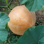 Як виростити гігантський гарбуз без підгодівель: секрет розпушування, який змінює все - INFBusiness