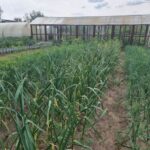 Після чого не можна садити часник: одна помилка, яка залишить вас без урожаю на 3 роки - INFBusiness