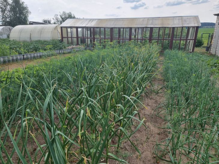 Після чого не можна садити часник: одна помилка, яка залишить вас без урожаю на 3 роки чеснок