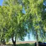 Чи можна висаджувати дерева біля меж ділянки: МЖКГ роз'яснило нові норми - INFBusiness