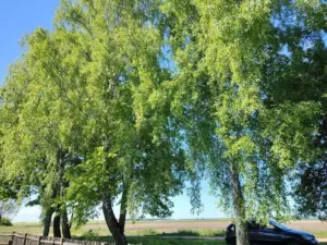 Чи можна висаджувати дерева біля меж ділянки: МЖКГ роз'яснило нові норми