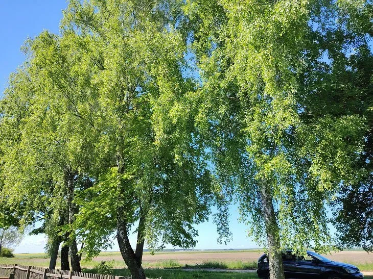 Чи можна висаджувати дерева біля меж ділянки: МЖКГ роз'яснило нові норми Деревья