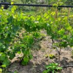 Чому попелиця повертається знову і знову: ви боретеся не з тією проблемою - INFBusiness