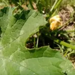 Що посадити, щоб слимаки обходили город стороною: рослини-репеленти, які працюють як годинник - INFBusiness