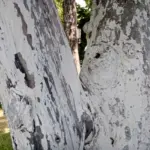 Навіщо вішати на дерево пластикову пляшку з проколом: дешева пастка, яка працює безвідмовно - INFBusiness