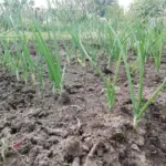 Як морква та цибуля захищають одна одну: схема посадки, перевірена століттями - INFBusiness