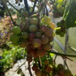 Чому виноград лопається прямо на кущі: і як зупинити цей безлад - INFBusiness