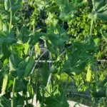 Чому морква товаришує з горохом: секрет сусідства, що підвищує врожайність на 50% - INFBusiness