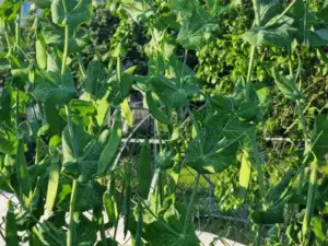 Чому морква товаришує з горохом: секрет сусідства, що підвищує врожайність на 50%