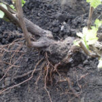 Захист виноградного коріння: три надійні методи укриття - INFBusiness