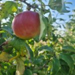 Як змусити стару яблуню знову плодоносити: метод «батога та пряника» для дерев - INFBusiness