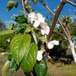 Як «обдурити» природу та змусити яблуню цвісти у потрібний час: метод регулювання поливу - INFBusiness