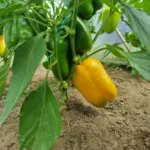 Чому огірки та перець — вороги: які культури ненавидять одна одну на дух - INFBusiness