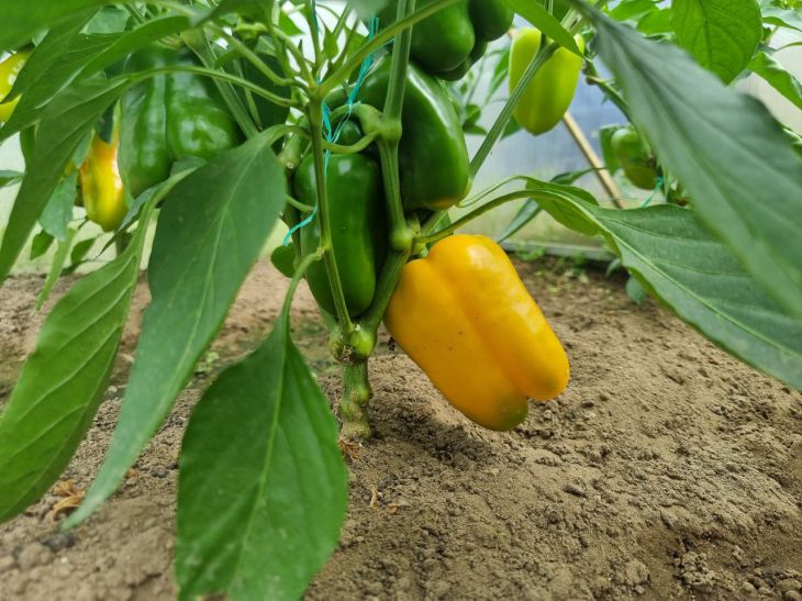 Чому огірки та перець — вороги: які культури ненавидять одна одну на дух перец