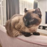 Який колір недоступний для котячого ока: правда про зір, що приховують десятиліттями - INFBusiness