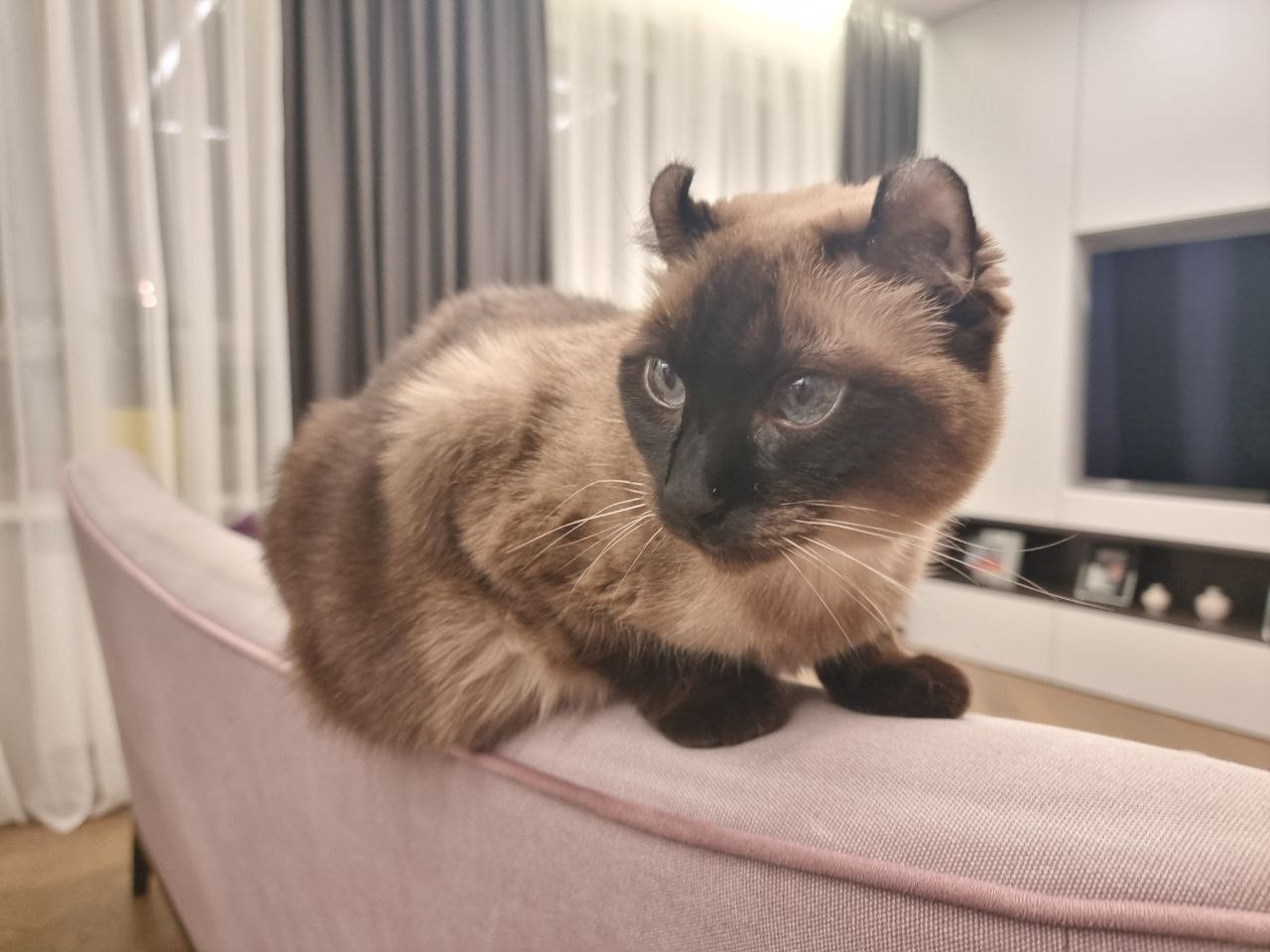 Який колір недоступний для котячого ока: правда про зір, що приховують десятиліттями кошка