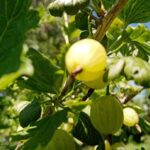 Навіщо садити помідори поряд з аґрусом: несподіваний симбіоз, який подвоює врожай - INFBusiness