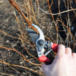 Які рослини не обрізати в листопаді, щоб зберегти весняне цвітіння? - INFBusiness