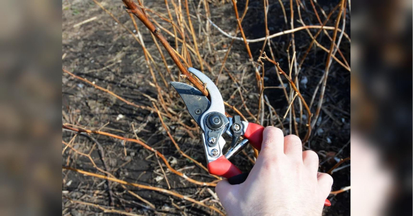 Які рослини не обрізати в листопаді, щоб зберегти весняне цвітіння? - INFBusiness