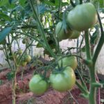 Що додати в лунку, щоб помідори росли як на дріжджах: всього один компонент вашої кухні - INFBusiness