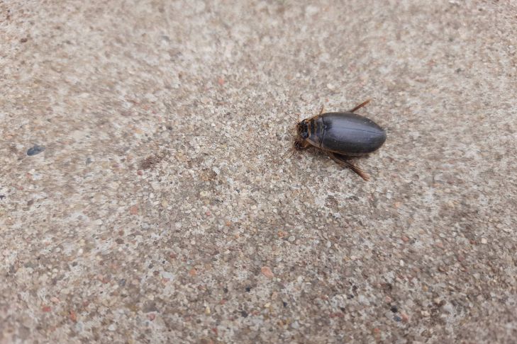 Невидимий рекордсмен: комаха, яка сильніша за будь-якого атлета жук