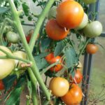 Що посадити поряд з помідорами, щоб відлякати попелицю: сусід, який працює краще за хімію - INFBusiness