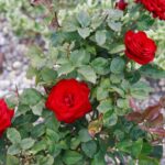 Як позбутися попелиці на трояндах за допомогою молока: дідівський спосіб, який працює краще за хімію - INFBusiness