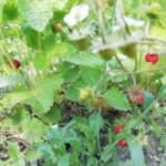 Як змусити суницю плодоносити все літо: потрібно лише вчасно обірвати це - INFBusiness