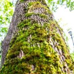 Яке дерево вважається найвищим у світі: багато хто навіть не уявляє собі його висоту - INFBusiness