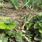 Навіщо підгодовувати рослини дріжджами: ефект, який вас здивує - INFBusiness