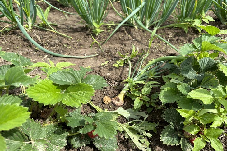 Навіщо підгодовувати рослини дріжджами: ефект, який вас здивує - INFBusiness