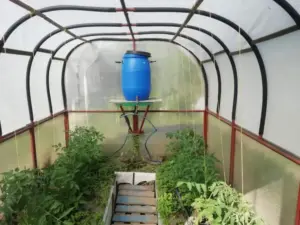 Чому в теплицю завжди ставили бочку з водою: причина не лише у поливі