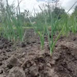 Чому цибуля йде в стрілку, а не в ріпку: перевірте, що росло на цій грядці минулого року - INFBusiness