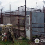 У Хмельницькому глобально зловили левів-втікачів (відео, світлини) - INFBusiness